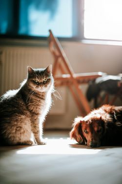 Image depicting the Service Pet Stain and Odor Treatment